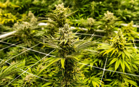 Cannabis Leaf