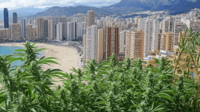 Cbd Æːɯǟǣ€Éº¼
