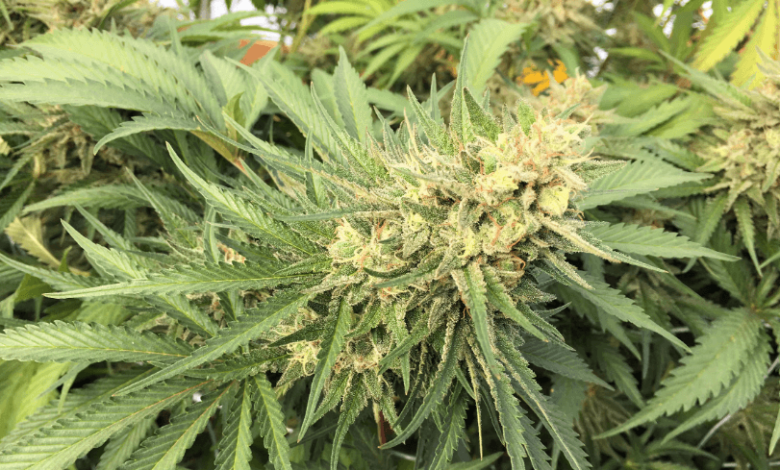 Does Cbd Show up on Drug Tests Army