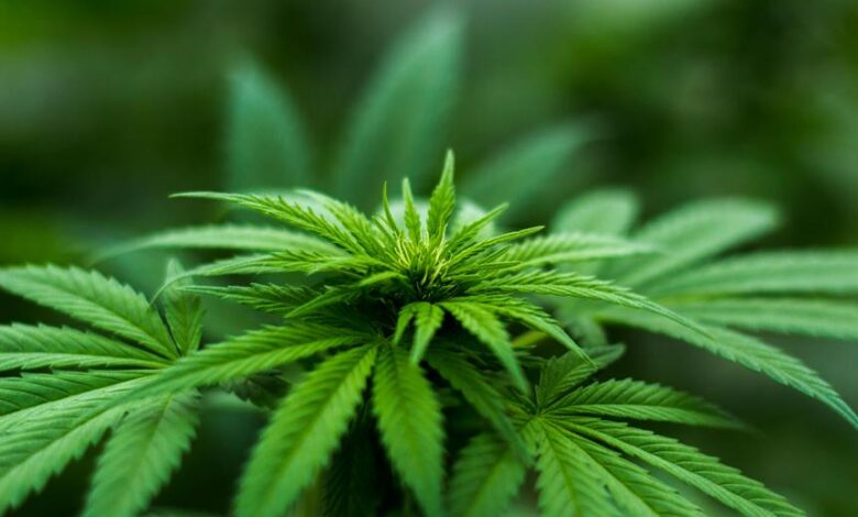 cbd and cholesterol levels