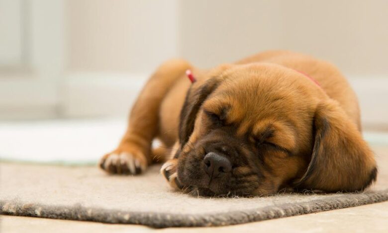 dog cbd onset time