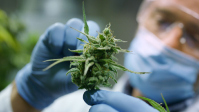 Maximize ROI with a Cannabis Marketing Agency Partnership