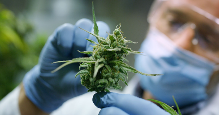 Maximize ROI with a Cannabis Marketing Agency Partnership