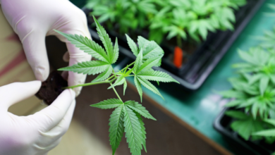Cannabis Marketing Agency Designs That Build Trust