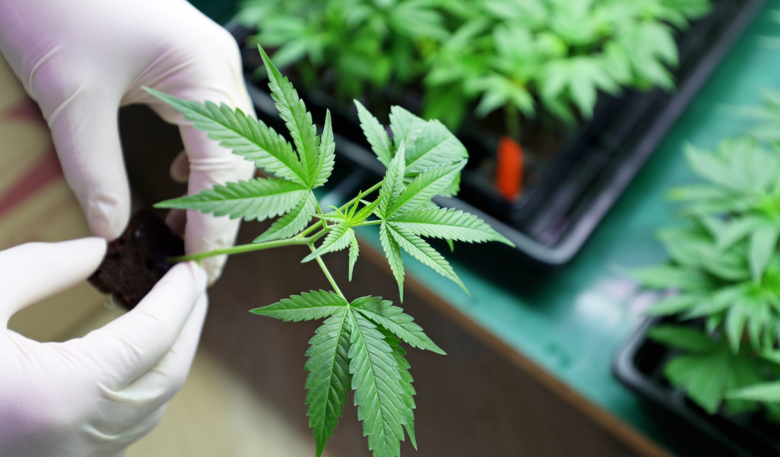 Cannabis Marketing Agency Designs That Build Trust