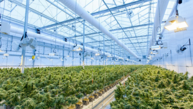 Benefits of Sun-Grown vs. Indoor-Grown Cannabis Flower