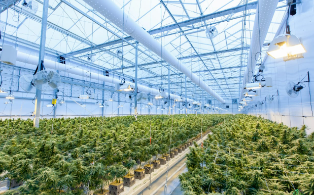 Benefits of Sun-Grown vs. Indoor-Grown Cannabis Flower